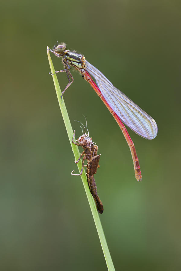 Large Red Damselfly and Exuvia